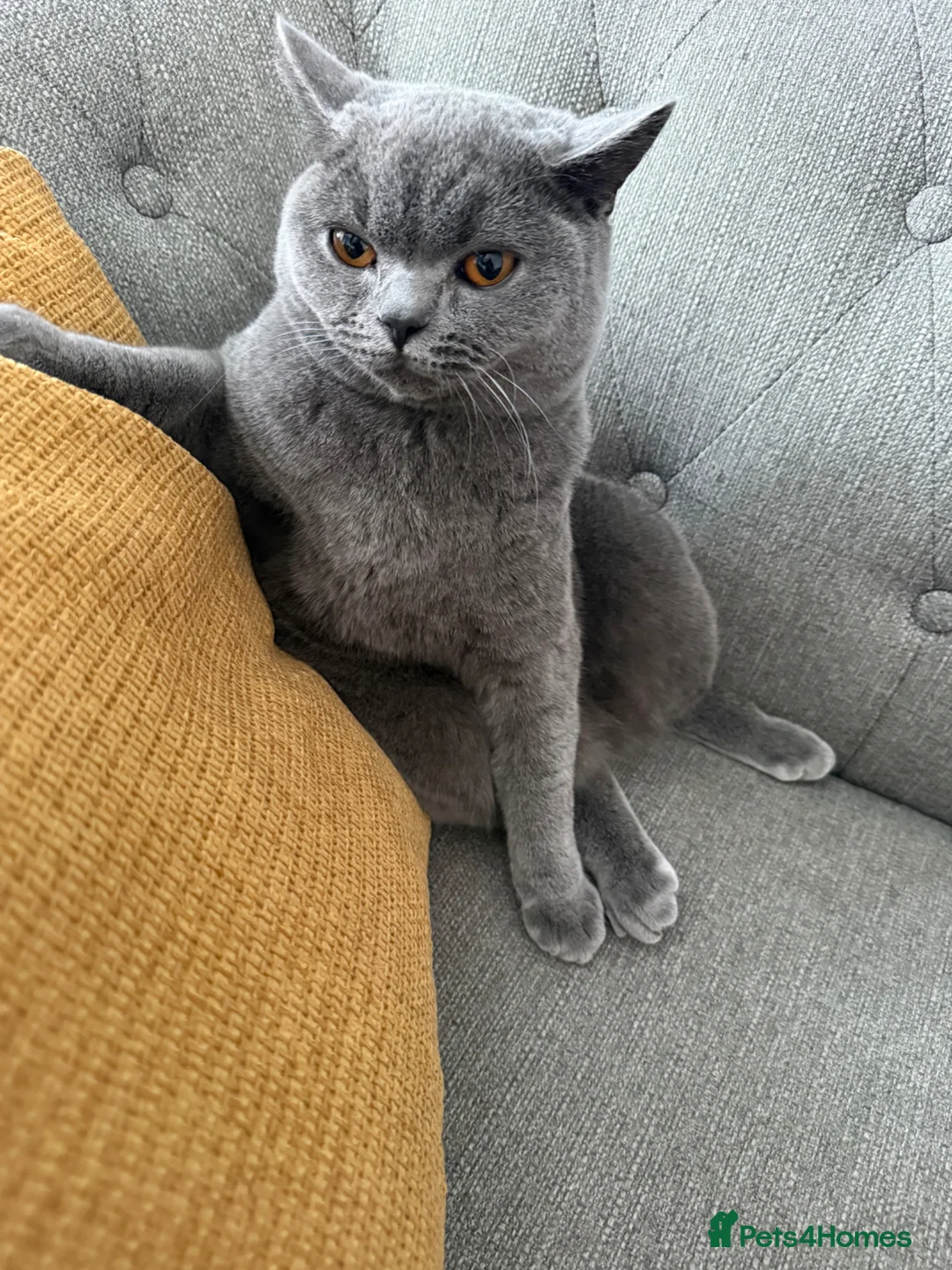 British Shorthair cats for sale: Beautiful Friendly Cat Looking for a Loving Home - Advert 1