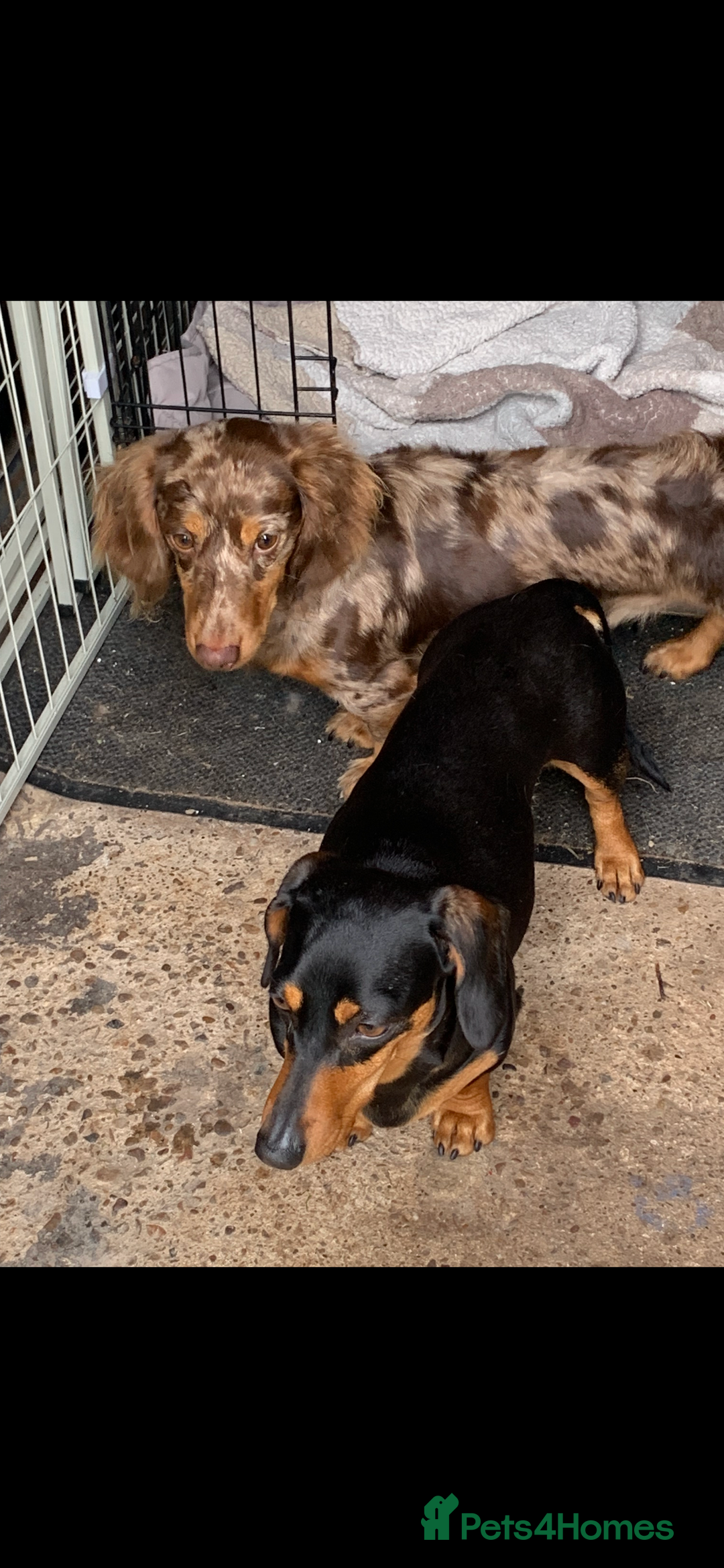 Dachshund dogs for sale: Full breed dachshund  - Advert 3