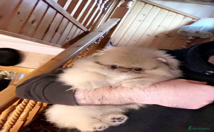 Pomeranian dogs - Advert 1