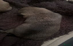 Chug dogs for sale: PUPPIES FOR SALE - Image 12