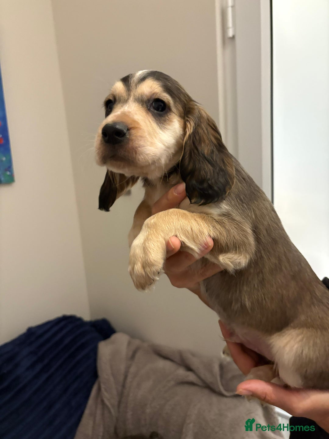 Cocker Spaniel dogs for sale: Show type KC and DNA health tested parents  - Advert 14