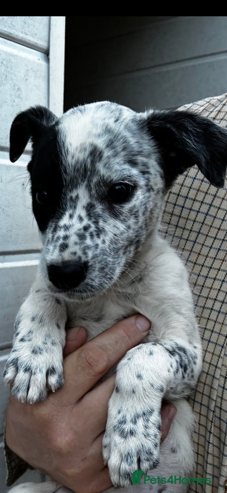 Lurcher dogs *UPDATED* Top quality Lurcher puppies - Advert 1