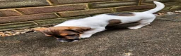 Jack Russell dogs for sale: 2 Gorgeous Jack Russell Males for sale - Advert 5