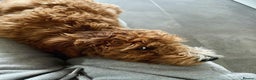 Double Doodle dogs for sale: Beautiful Double Doodle Puppy Sophie 8 Months Old - Advert 7