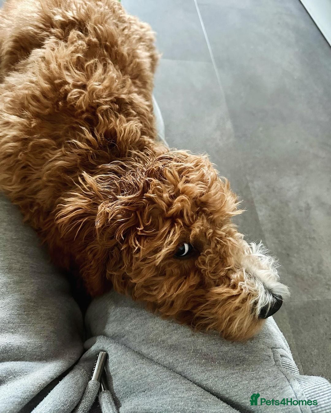 Double Doodle dogs for sale: Beautiful Double Doodle Puppy Sophie 8 Months Old - Advert 7