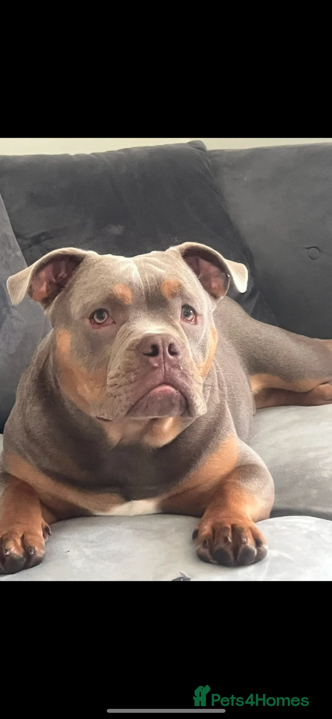 American Bully dogs for sale: 18 mth Pocket bully re home  - Advert 1