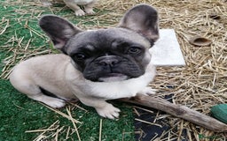 French Bulldog dogs for adoption: 💓🐶 MARGO, MISTY & MONTI💙 - Image 15