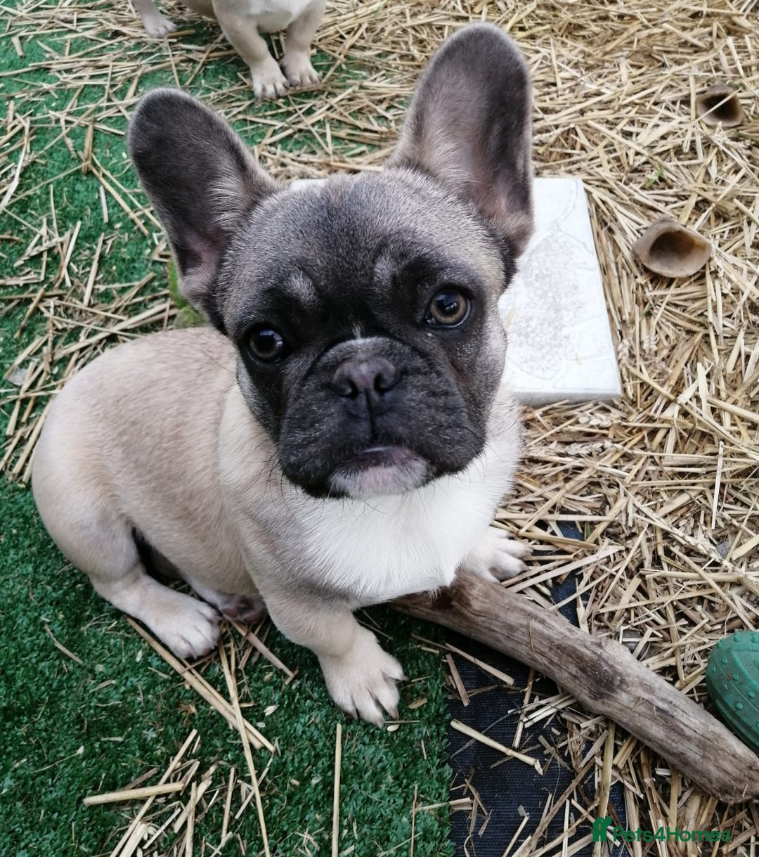 French Bulldog dogs for adoption: 💓🐶 MARGO, MISTY & MONTI💙 - Image 15
