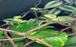 Iguana reptiles for sale: Eastern Casquehead & Hernandez’s Helmeted Iguanas - Image 11