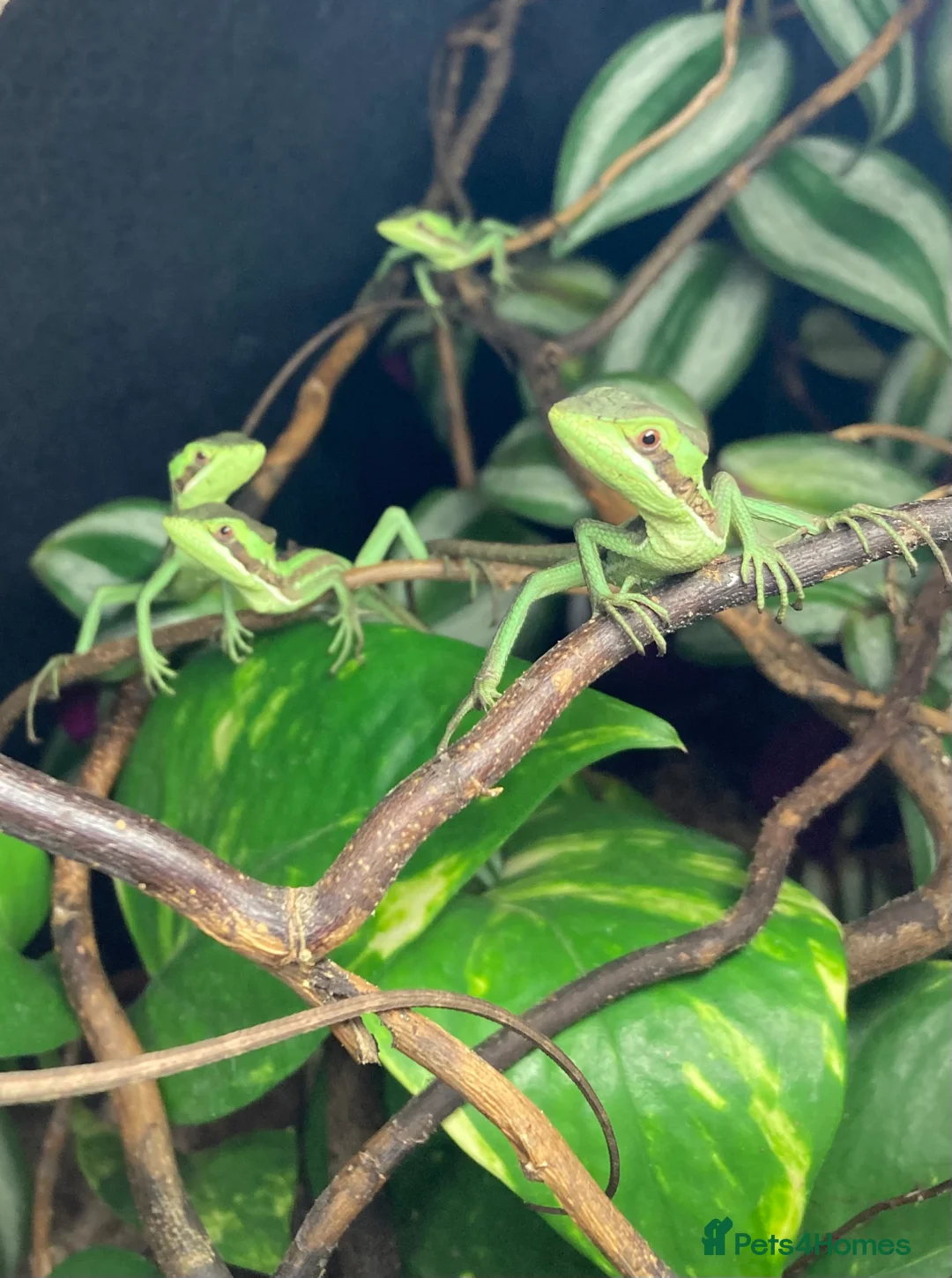 Iguana reptiles for sale: Eastern Casquehead & Hernandez’s Helmeted Iguanas - Advert 11