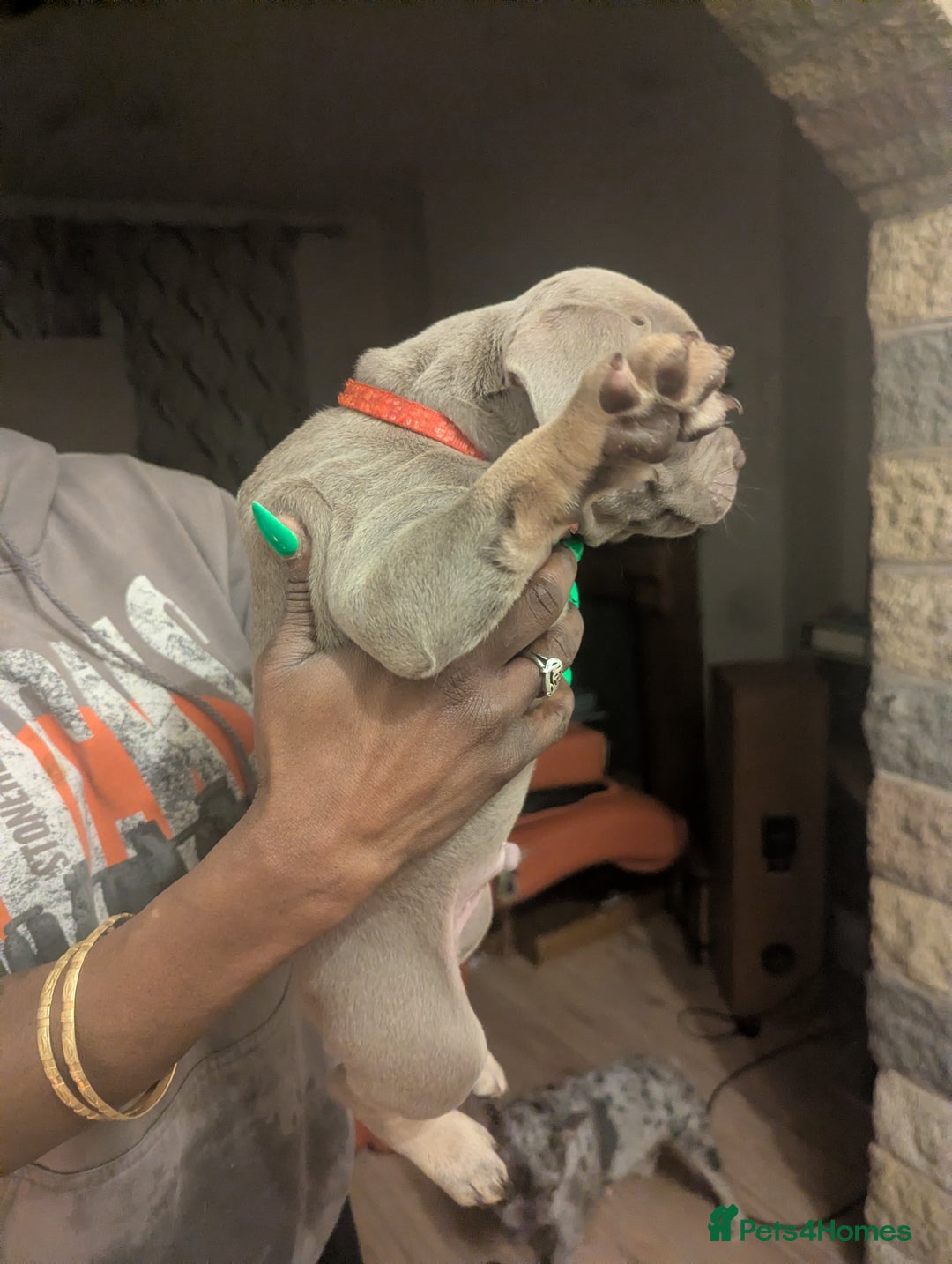 Mixed Breed dogs for sale: All cute and little tanks!  - Advert 5