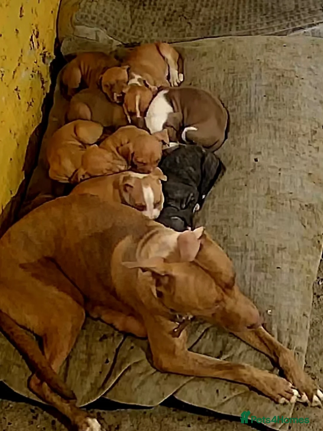 Mixed Breed dogs for sale: Bully manya pupy  - Advert 17