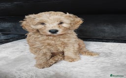 Cockapoo dogs for sale: Cockapoo female puppy  - Image 5