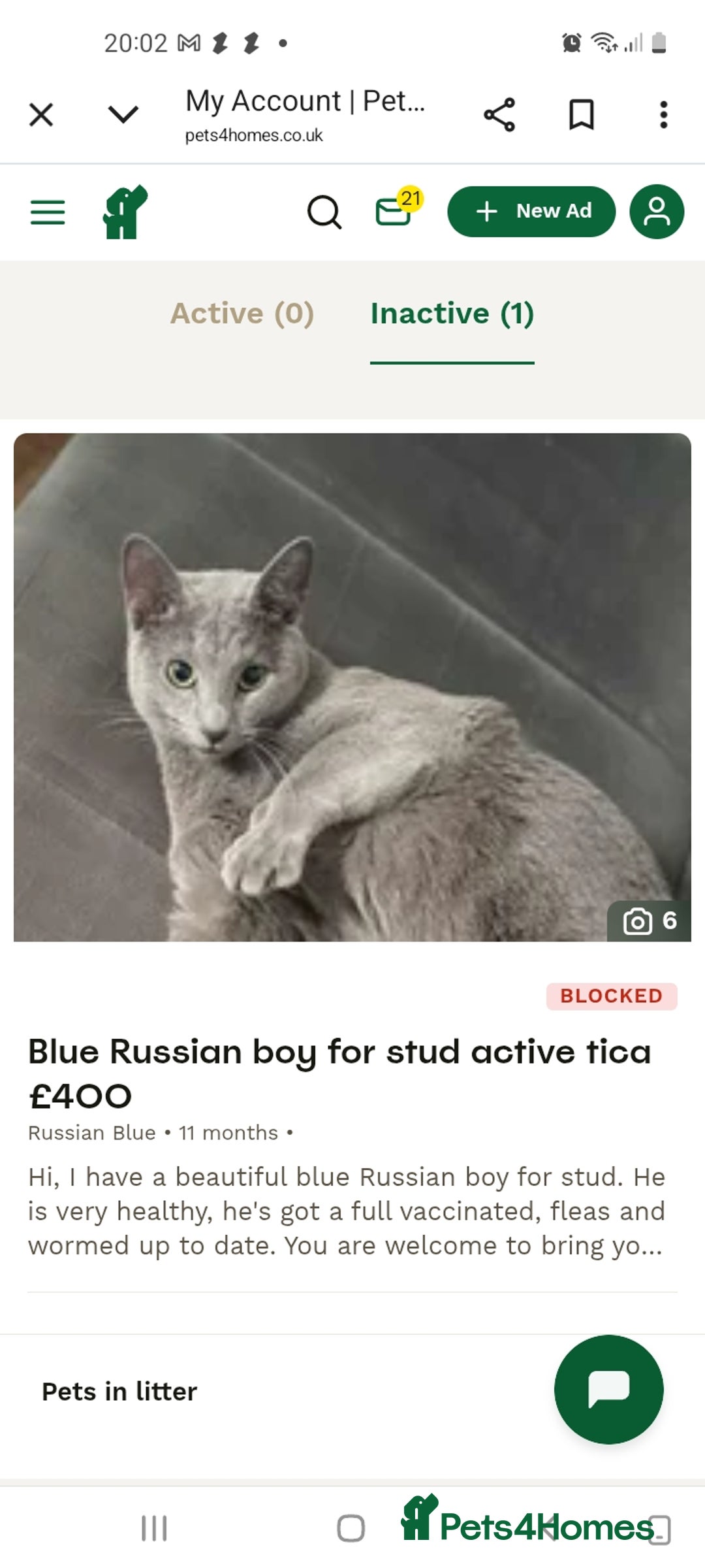 Russian Blue cats for sale: Russian blue acctive  - Advert 3