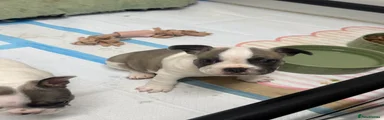 French Bulldog - FULL GREY MERLE BACK 