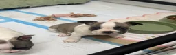 French Bulldog dogs for sale: Merle Piebald French Bulldogs  - Advert 2