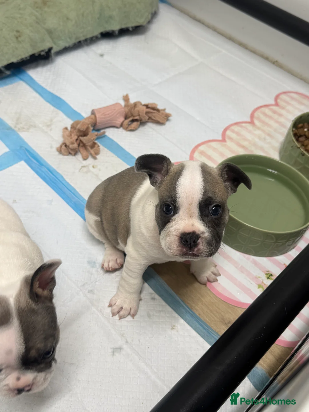 French Bulldog dogs for sale: Merle Piebald French Bulldogs  - Advert 2