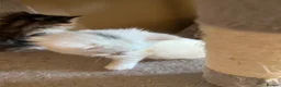 Turkish Angora cats for sale: Turkish Angora Kittens - Ready to Reserve🐾🍼🐱 - Advert 3