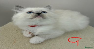 Ragdoll cats - Advert 8