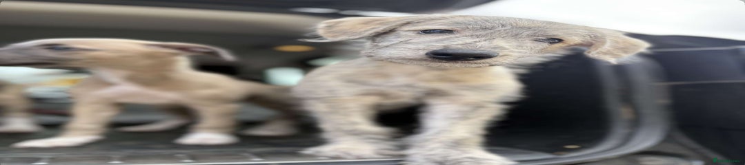 Mixed Breed Puppy 1