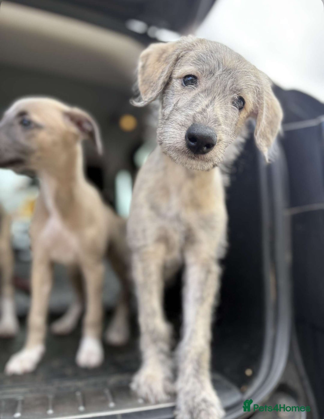 Mixed Breed dogs for sale: Bedlington Whippets  - Image 2
