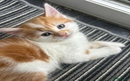 Mixed Breed cats for sale: five beautiful healthy charming kittens - Image 1