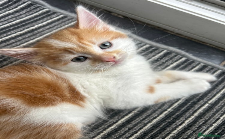 Mixed Breed cats - Advert 8