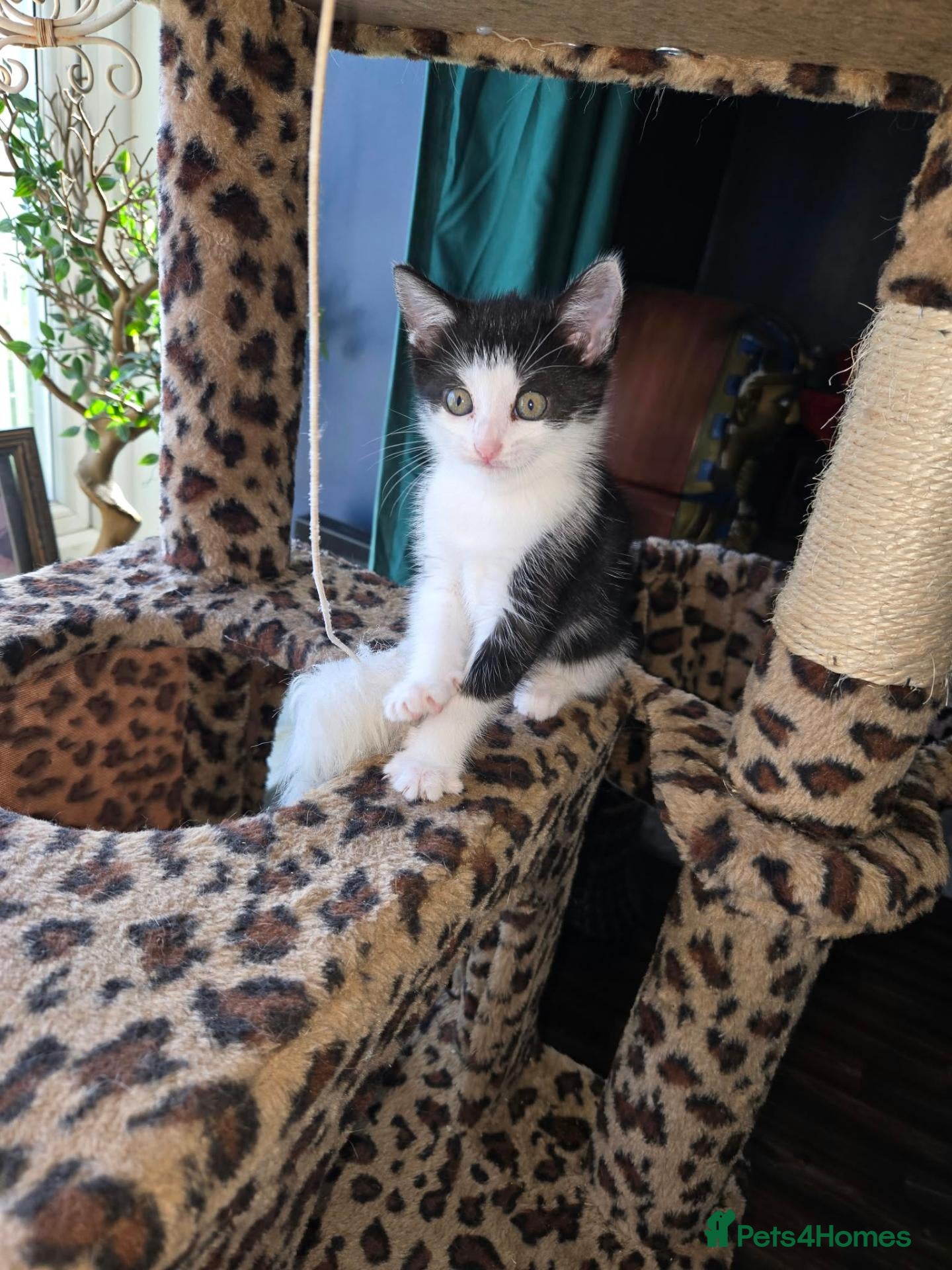 Mixed Breed cats Kittens looking for furever home - Advert 1