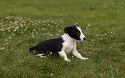 Mixed Breed dogs for sale: 🐾 Jack Russell x Border Collie Puppies  - Image 11
