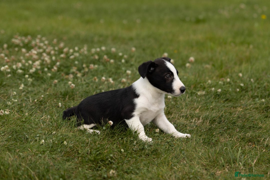 Mixed Breed dogs for sale: 🐾 Jack Russell x Border Collie Puppies  - Image 11