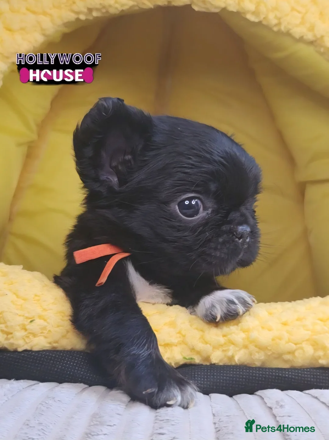 French Bulldog dogs for sale: Beautiful Rare Fluffy French Bulldogs  - Advert 30