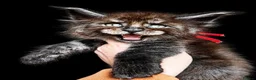 Maine Coon cats for sale: 9 STUNNING BLACK SMOKE MAINE COON CUBS  - Advert 12
