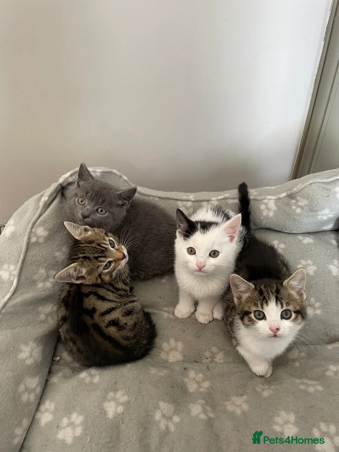 British Shorthair cats for sale: 4 x kittens ready to leave now  - Advert 2