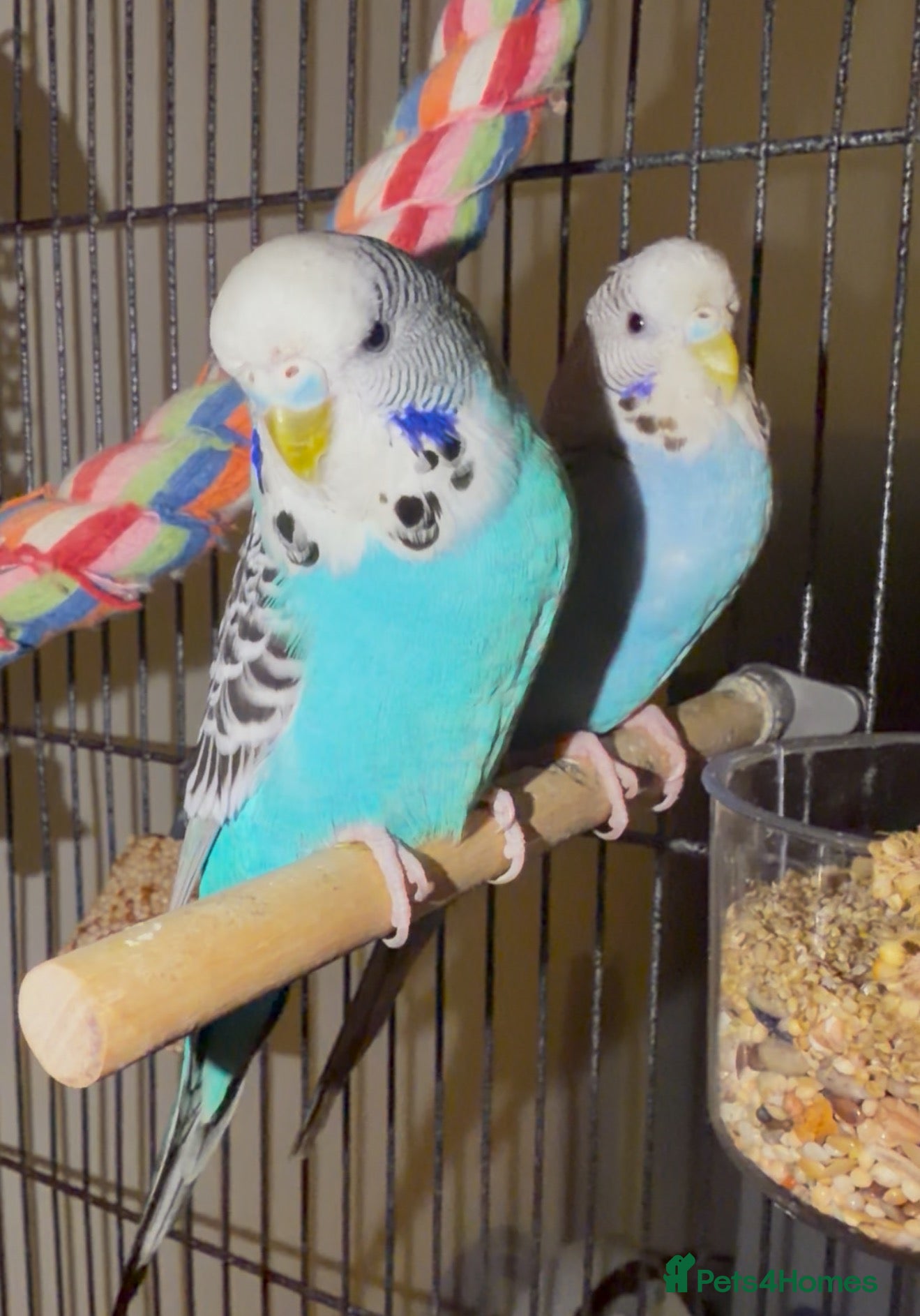 Budgerigars birds Tame Budgies with cage  - Advert 4
