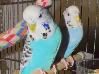 Budgerigars birds Tame Budgies with cage - Advert 5