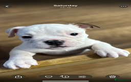 English Bulldog dogs for sale: English bulldogs  - Image 7