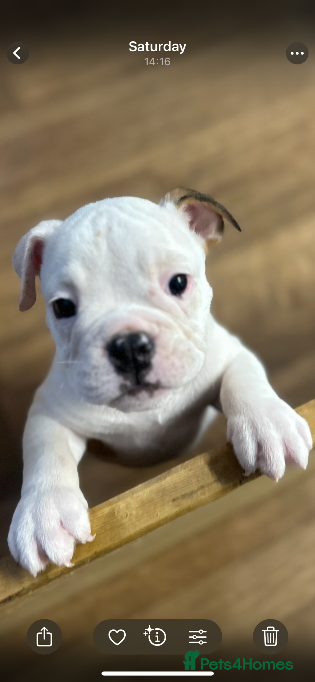 English Bulldog dogs for sale: English bulldogs  - Image 7