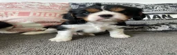Cavalier King Charles Spaniel dogs for sale: Chocolate carrying Cavalire King Charles spaniels  - Advert 11