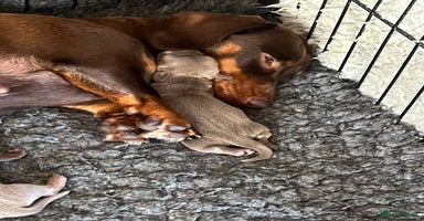 Miniature Dachshund dogs - Advert 10