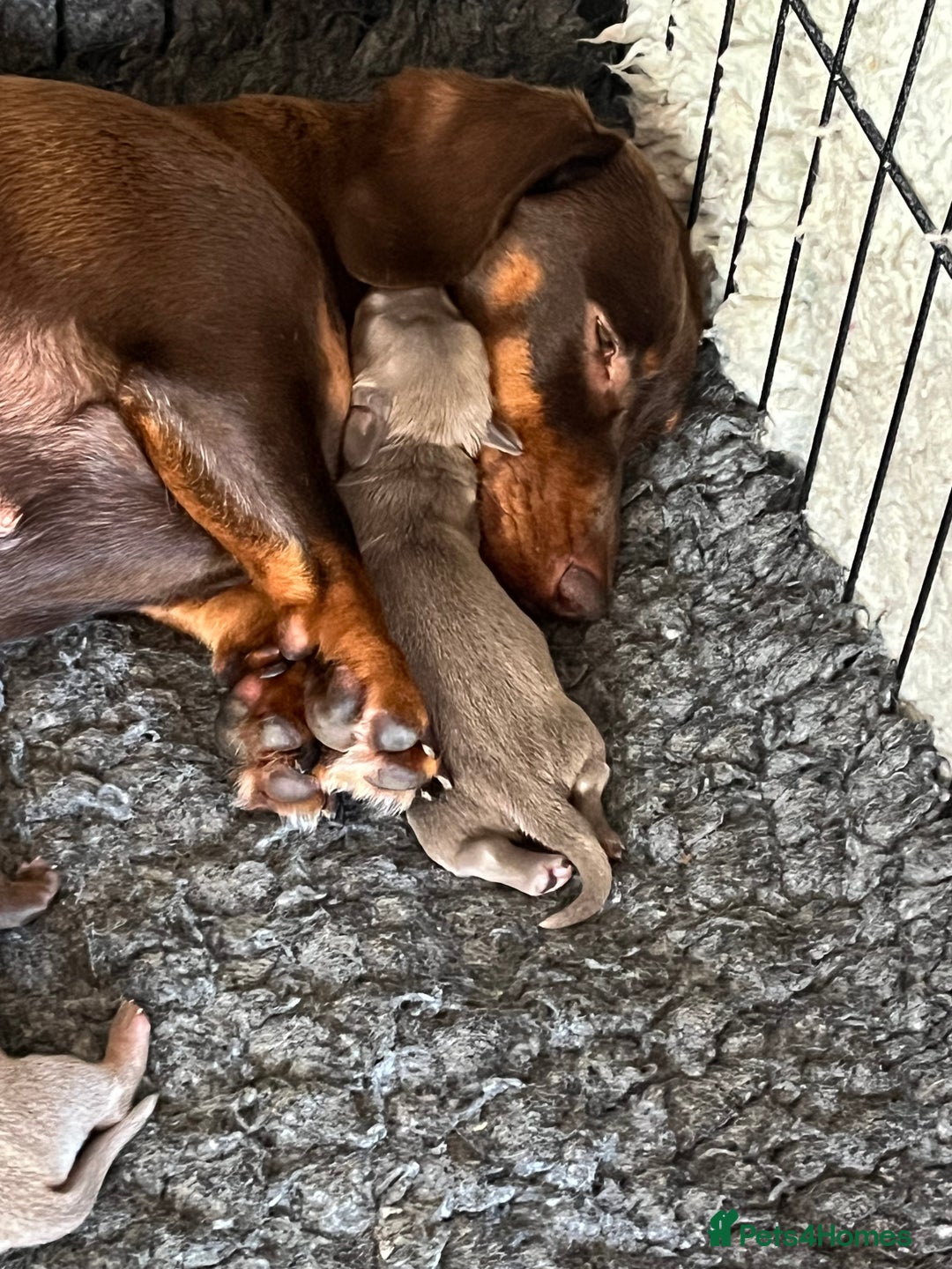 Miniature Dachshund dogs for sale: Gorgeous short & Long haired boys - Image 3