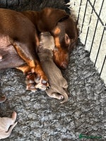 Miniature Dachshund dogs - Advert 11