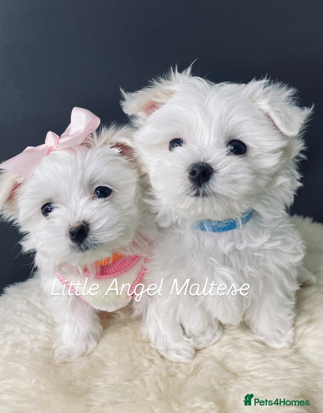 Maltese dogs for sale: ✨ Outstanding KC half-Korean Maltese Puppies ✨ - Advert 3