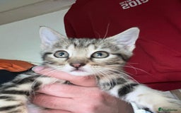 Mixed Breed cats for sale: Mixed kittens for sale - Image 7