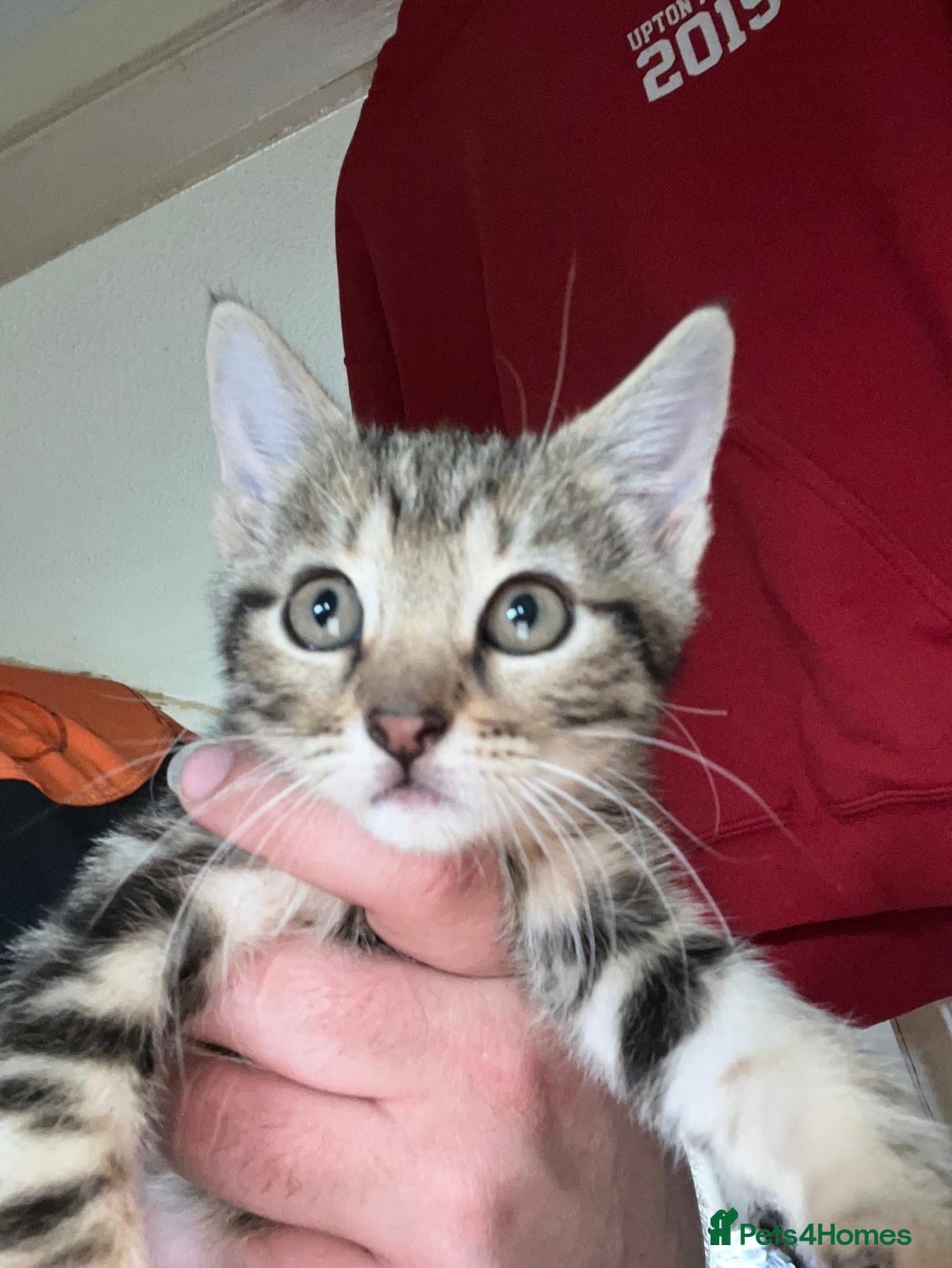 Mixed Breed cats for sale: Mixed kittens for sale - Image 7