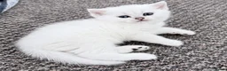 British Shorthair cats for sale: GCCF Champion Lines British Shorthair Black Tipped - Advert 28
