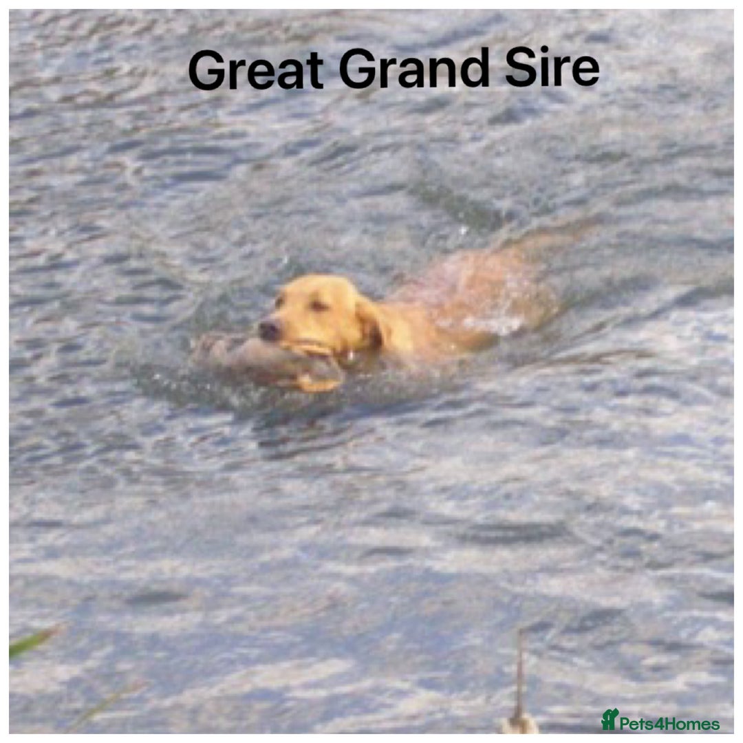 Labrador Retriever dogs for sale: Beautiful KC pups, health tested & superb lineage - Advert 26