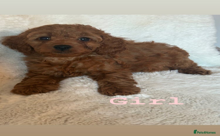 Cockapoo dogs - Advert 3