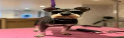 Miniature Schnauzer dogs for sale: 🩷🩷Beautiful Mia🩷🩷 - Advert 3