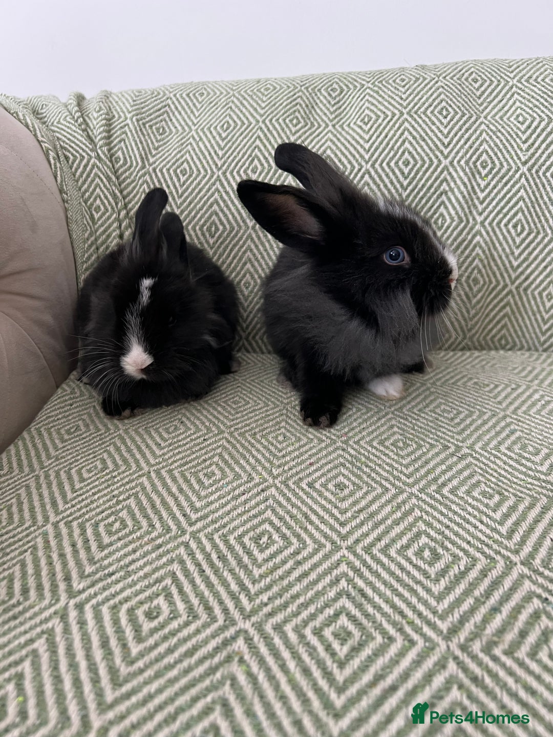 Mini Lion Lop rabbits for sale: Adorable Mini Lion Lops - Image 13
