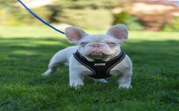 French Bulldog dogs for sale: FRENCH BULL DOGS (PINKS) - Image 2